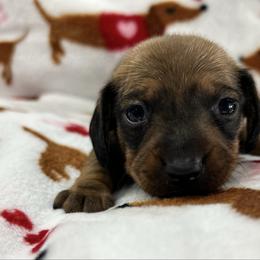 Daisy - Sable female Dachshund puppy in Conroe, Texas from Harper’s Waggin Winnie’s