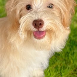 Chelsea - Havanese