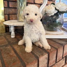 Purple - White female Sheepadoodle puppy in Fayette, Alabama from Luxapallila Sheepadoodles