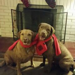 Chesapeake Bay Retriever All Grown Up from Topwater Chesapeakes