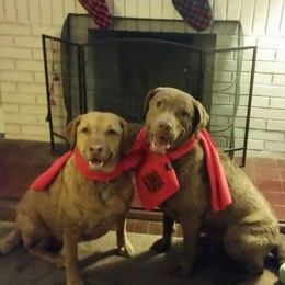 Chesapeake Bay Retriever All Grown Up from Topwater Chesapeakes