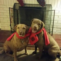 Chesapeake Bay Retriever All Grown Up from Topwater Chesapeakes
