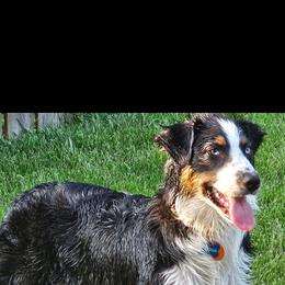 Australian Shepherd Puppies from OakHaven Acres Aussies
