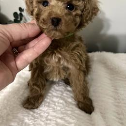 Boy 1 green collar - Red  male Poodle puppy in Johnson City, Tennessee from Northeast TN Standard and Mini/Toy Poodles