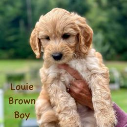 Brown Boy - Parti male Goldendoodle puppy in Kitsap County, Washington from Amazing Grace Doodles