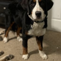 Tundra - Bernese Mountain Dog