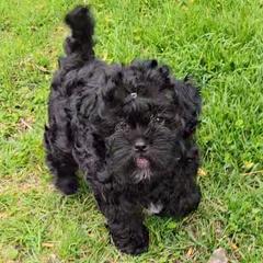 Simply Percival - Black Russian Tsvetnaya Bolonka puppy in Chicago, Illinois from Simply Bolonka - A Russian Tsvetnaya Bolonka Kennel