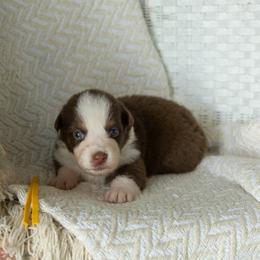 Puppy 7 Yellow - Red tri-color female Australian Shepherd puppy in Avoca, Iowa from Danker Farms