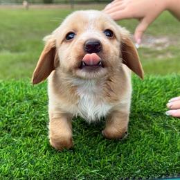 Cream female 2 - 4500 - Cream female Dachshund puppy in Apopka, Florida from The HotDog Stand