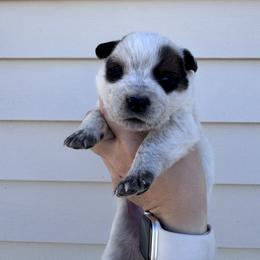 Sunny - Red mottled male Australian Cattle Dog puppy in Oberlin, Kansas from Hangin R Kennels