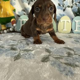 Whiskey - Chocolate and tan male Dachshund puppy in Temecula, California from Naomi Magee's Dachshund Kennel