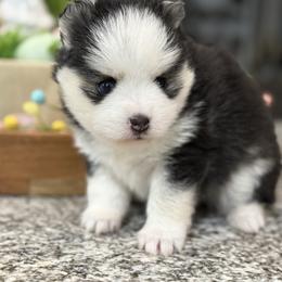 Enzo - Black and white male Pomsky puppy in Casa Grande, Arizona from Arizonas Pomsky Squad