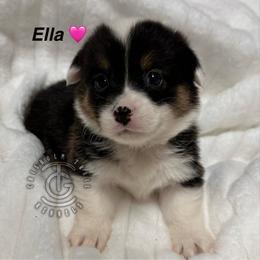 Ella - Black and tan female American Corgi puppy in Hico, Texas from Chisholm Trail Kennels
