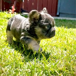 Diva - Tricolors female French Bulldog puppy in San Diego, California from Hlop Frenchies LLC