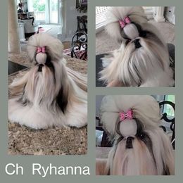 Ch Ryhanna - Shih Tzu