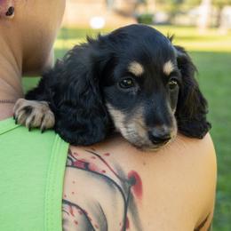 Low - Black and cream female Dachshund puppy in Perry, Florida from EntityDachs