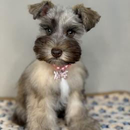 Miniature Schnauzer and Poodle Puppies from LR&R Dog Co.