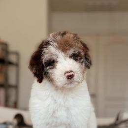 Wasabi - Chocolate merle male Bernedoodle puppy in Maricopa, Arizona from Desert Ridge Doodles