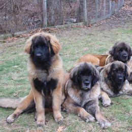 Leonberger All Grown Up from von Alpensee Leonbergers