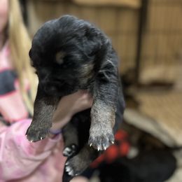 Boy 2 - German Shepherd puppy in Dresden, Ohio from Kraften K9