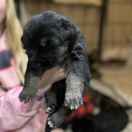 Boy 2 - German Shepherd puppy in Dresden, Ohio from Kraften K9