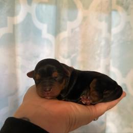 White chest - Black and tan female Yorkshire Terrier puppy in Boone, North Carolina from Coffeycup Yorkies