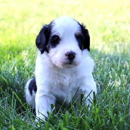 Thunderroarus - male Australian Mountain Doodle puppy in Decatur, Illinois from Signature Doodles