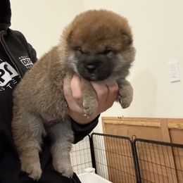 Shiba Inu Puppies from Tokubetsuna Shibas
