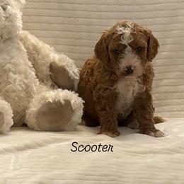 Scooter - Red  male Goldendoodle puppy in Estesburg, Kentucky from Wet Goldendoodle Kisses