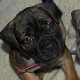 Magenta - Fawn female Cane Corso puppy in Sault Ste Marie, Michigan from Willow Creek Cane Corsos