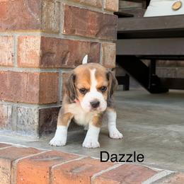 Dazzle - Black tan and white female Beagle puppy in Mansfield, Missouri from Rippee Creek Kennel