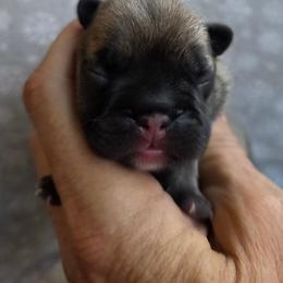 Big boy - Fawn male French Bulldog puppy in Polk City, Florida from Best Friend Frenchies, LLC