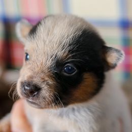 Darla - Blue speckled female Australian Cattle Dog puppy in Gatlinburg, Tennessee from Greenbrier