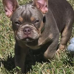 AKC French Bulldog Tank - Tricolors male French Bulldog puppy in Cape Coral, Florida from Taylor’s Frenchies LLC