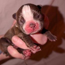 Baby Francis - Red male Boston Terrier puppy in Kingsport, Tennessee from Sleepwalker Bostons