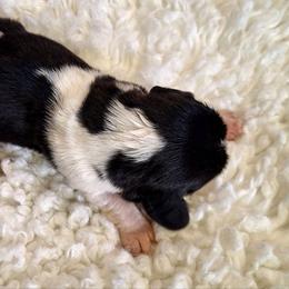 Fern - Black brown and white male Basset Hound puppy in Mack's Creek, Missouri from Mack's Creek Basset Hounds