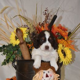 Pink Collar - Liver white and tan female English Springer Spaniel puppy in Westmorland, California from IV Springers of California