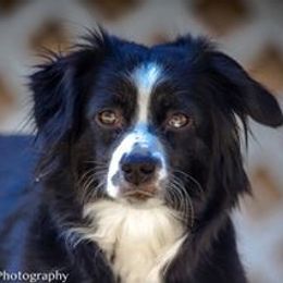 Miniature Australian Shepherd All Grown Up from Tincture of Thyme