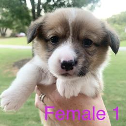 Girl 1 - Red Pembroke Welsh Corgi puppy in Cumming, Georgia from Carter’s Corgis LLC