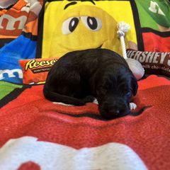 Reykjavik - White and black male Bordoodle puppy in Republic, Missouri from Holland Hilltop Farm