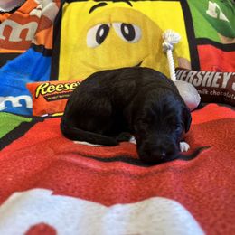 Reykjavik - White and black male Bordoodle puppy in Republic, Missouri from Holland Hilltop Farm
