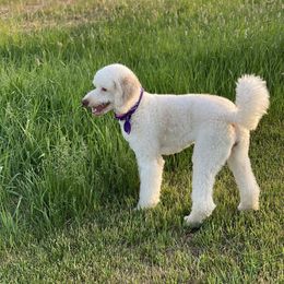 Goldendoodle Puppies from First Mountain Doodles