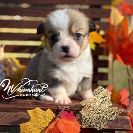 Wanda 1,200 - Red female Pembroke Welsh Corgi puppy in Nashville, Arkansas from Whisenhunt Farms