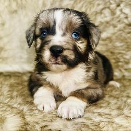 Foxtrot - Blue merle female Miniature Australian Shepherd puppy in Wauchula, Florida from Sun & Moon Aussies