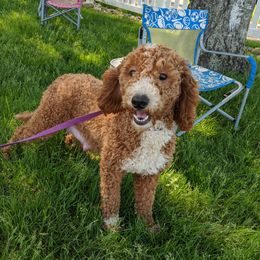 Amanda - Goldendoodle