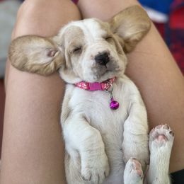 "Ginger" Basset Hound Puppies from Little Patch of Heaven