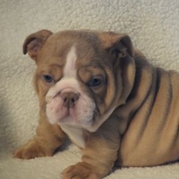 Girl6 - Fawn and white female Bulldog puppy in Bradleyville, Missouri from HurstBulldogs