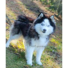 Nova - Pomsky