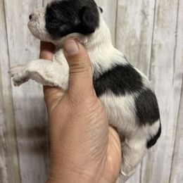 Cupcake - Parti female Miniature Schnauzer puppy in Eunice, Louisiana from 4J's Cajun Kennels