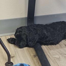 Cavapoo, Cockapoo, Goldendoodle, and Maltipoo Puppies from Perdue Puppies